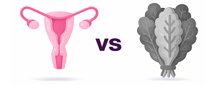 Beef Uterus