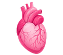 Beef Heart
